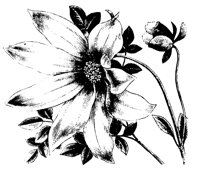 DAHLIA.TIF