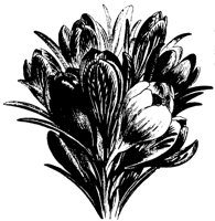 CROCUS.TIF