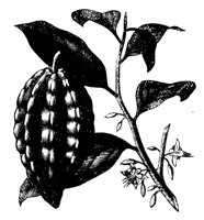 COCOA.TIF