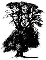 BAUM58.TIF