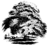 BAUM57.TIF