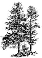 BAUM56.TIF