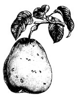 BAUM52.TIF