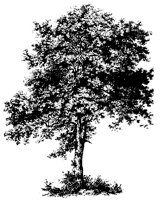 BAUM51.TIF