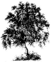 BAUM50.TIF