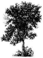BAUM49.TIF