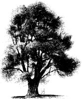 BAUM48.TIF