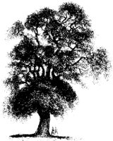 BAUM47.TIF