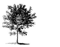 BAUM46.TIF