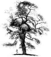 BAUM45.TIF