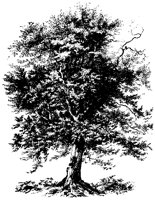 BAUM44.TIF