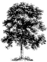 BAUM42.TIF