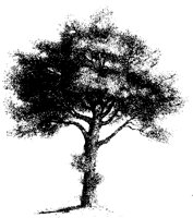 BAUM40.TIF