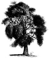 BAUM39.TIF