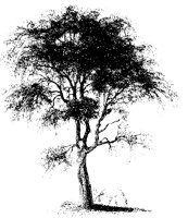 BAUM38.TIF
