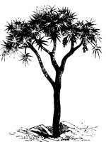 BAUM37.TIF