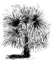 BAUM35.TIF