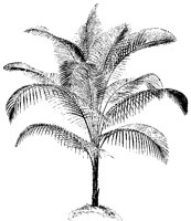 BAUM34.TIF