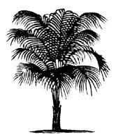 BAUM33.TIF