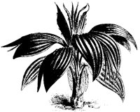 BAUM32.TIF