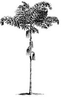 BAUM30.TIF