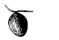 BAUM29.TIF