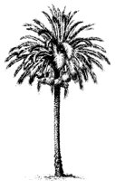 BAUM27.TIF