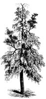BAUM26.TIF