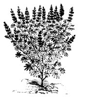 BAUM20.TIF