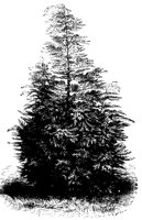 BAUM13.TIF