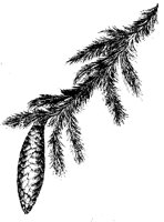 BAUM11.TIF