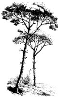 BAUM10.TIF