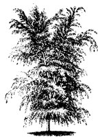BAUM08.TIF