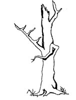 BAUM07.TIF