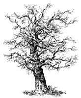 BAUM05.TIF