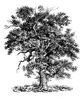 BAUM03.TIF