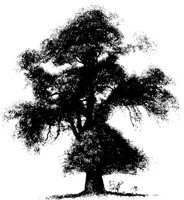 BAUM01.TIF