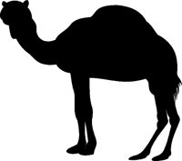 KAMEL.TIF