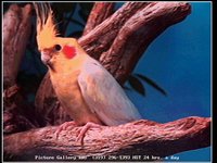 GALANL20.GIF