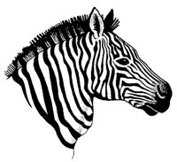 ZEBRA4.TIF