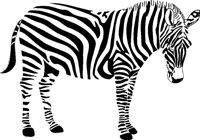 ZEBRA3.TIF