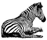 ZEBRA1.TIF