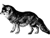 WOLF6.TIF