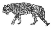 TIGER7.TIF