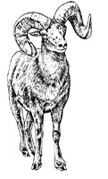 ST_BOCK3.TIF