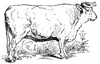 STIER4.TIF