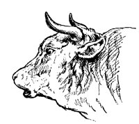 STIER3.TIF