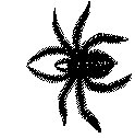 SPINNE3.TIF