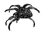 SPINNE.TIF