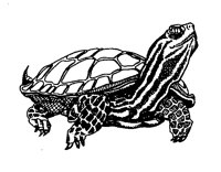 SKROETE.TIF